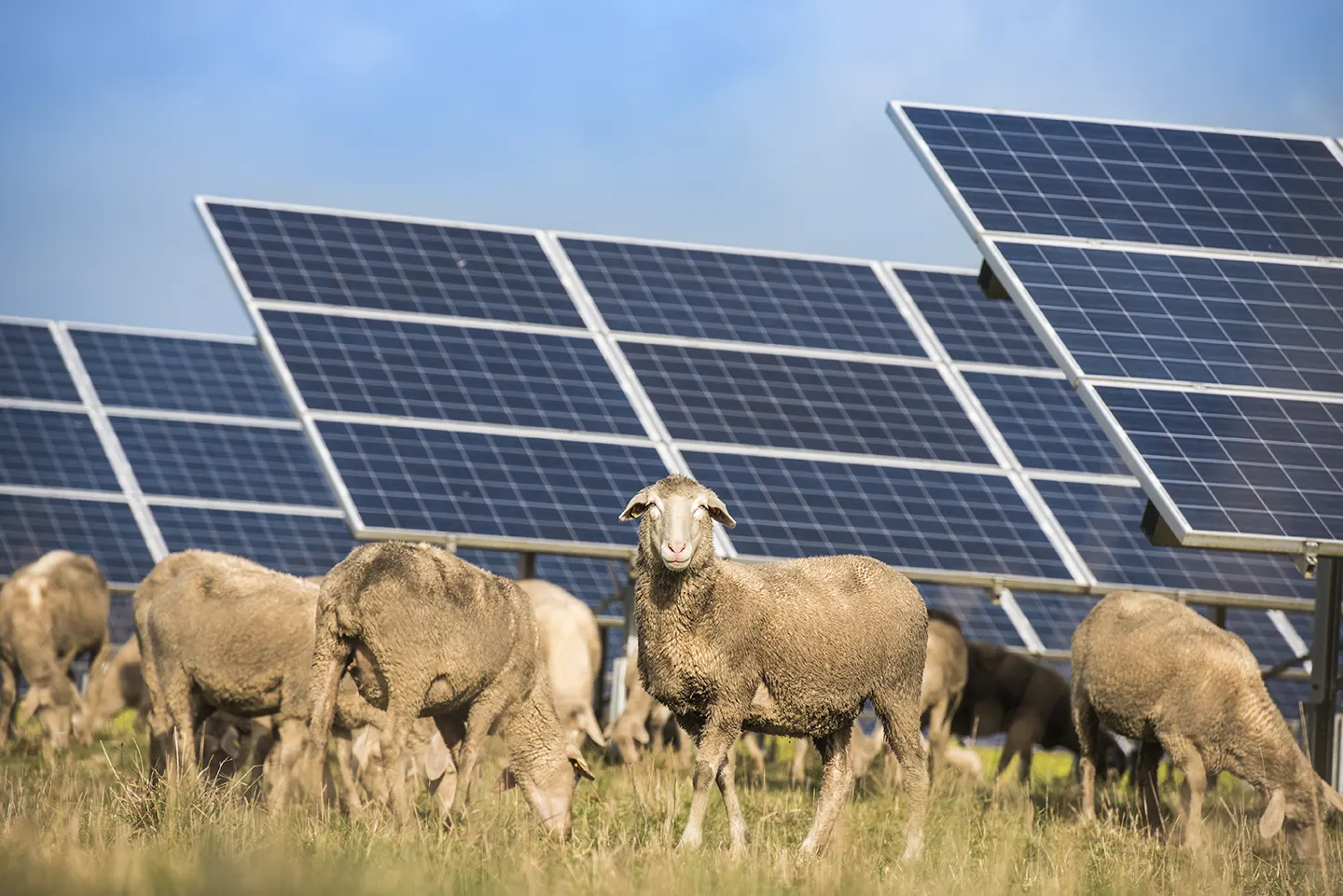 SD Energia come ottenere i fondi del bando parco agrisolare